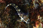 Entomacrodus nigricans blennie perlee Bonaire Buddy reef-16m-20180219-Denis-ADER-DSC_6886_tn